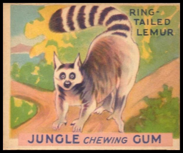 71 Ring-Tailed Lemur